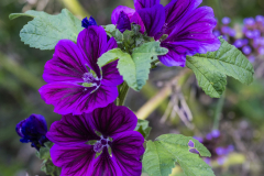 Les jardin de Chaumont sur Loire