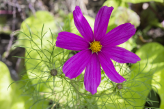 Les jardin de Chaumont sur Loire