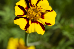 Les jardin de Chaumont sur Loire