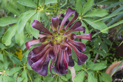 Les jardin de Chaumont sur Loire