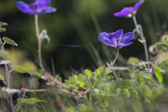 Les jardin de Chaumont sur Loire